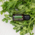 Cilantro Oil