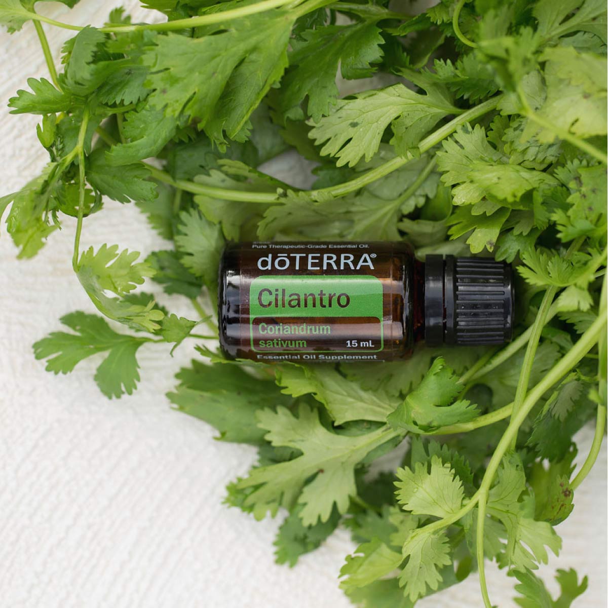 Cilantro Oil