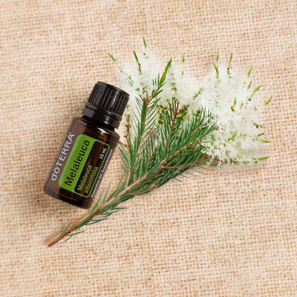Melaleuca (Tea Tree Oil)