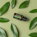 Melaleuca (Tea Tree Oil)