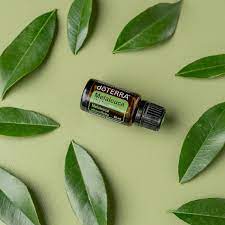 Melaleuca (Tea Tree Oil)